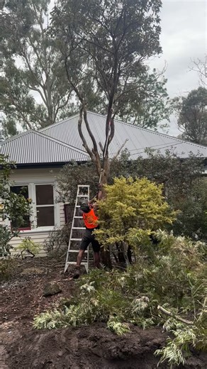 We're getting really good with ladders and pole saws 😉🫶🏾 #themarathoncontinues🏁 #shindaiwa 🔴⚫️🟡 | Green Thumb Gardener Melbourne