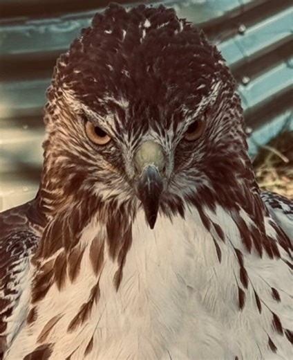 Red-tailed Hawk Hunting Squirrels: Nature's Dance