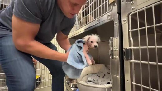 Watch the Moment this Neglected Dog is Reunited with Her Sister