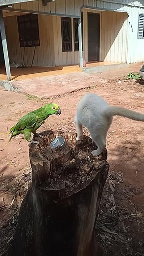 Willian Messias de A no TikTok