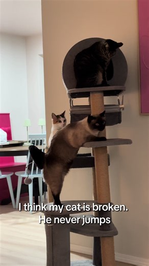 Is this normal Siamese cat behavior haha he’s so scared to jump #siamesecat #cats