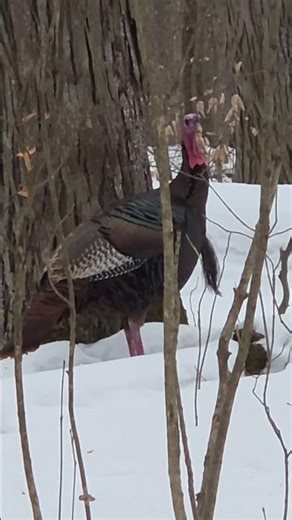 Wild turkeys at Blendon Woods Metro Park! #metropark #turkey #takeahike #snow