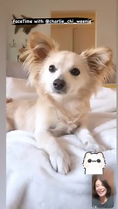 Catherine Bell on Reels