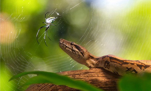 Snakes vs. Spiders: Which Creature Is Deadlier to Humans?