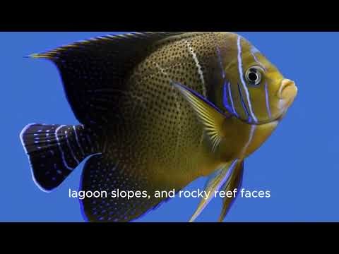 The Koran Angelfish (Pomacanthus Semicirculatus)