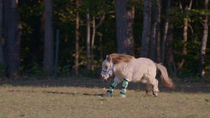 3.8K views · 143 reactions | The world can always use some extra "paws-itivity". So we decided to host a Wizard of Paws marathon this Tuesday, November 3rd (Election Day) starting at 7 ET | 4 PT on BYUtv to provide just that! Spread the word! | The Wizard of Paws | Facebook