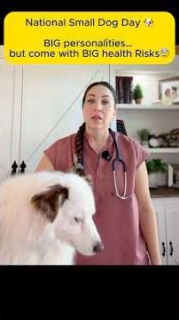 Small Dogs... they have the most attitude!