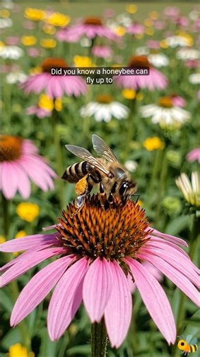 🐝 How many kilometres can a bee fly non-stop… and how far can it travel in a single day? #beehive