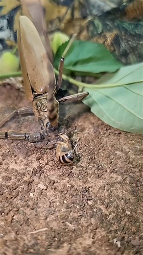 Bombardier beetles spray chemicals to defend themselves against longhorn beetles | Police Patrol Cam