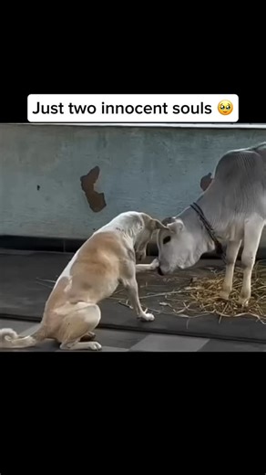 Dogs and cows can form strong friendships — studies and farm observations show that they often bond through mutual grooming, playing together, and even resting side by side, showing cross-species empathy and companionship Share and follow if you like dog videos Credit unknown Please DM us for credit #dog #doglover #cutedog #happydog #cow #dogandcow #bestfriend #happyanimals | My Floofy