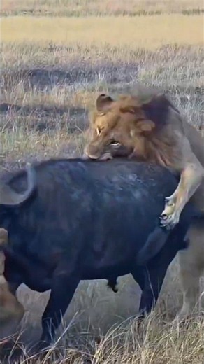 Lions vs. Buffalo: Who will win? #lion #buffalo #wildlife