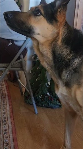 A dog will always be a dog. #shorts