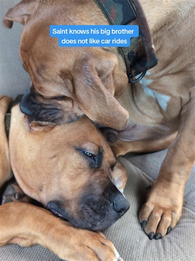 Heartwarming Puppy Care: Saint Looks After His Brother