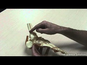 Ligaments of the Foot