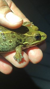 Did you know that certain frogs have the ability to regenerate limbs? 🤯 As part of a recent relict leopard frog survey, biologists noticed that one of the frogs (#34427 - they’ve named her "Deadpool") had an unusual front limb. Deadpool’s right front limb is missing its digits...but she appears to be regenerating them! As Deadpool is now tagged, biologists hope they will recapture her next year to document any progression in regeneration. As Mark Twain said, "Truth is stranger than fiction!" 🐸