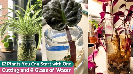 Turn one cutting into 12 healthy plants with this easy water method