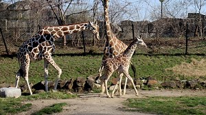 Exciting News! Mwezi the baby giraffe has made his spring debut! After being indoors for the winter season, the three-month-old calf journeyed to the main yard for the very first time with mom Kita staying very close by. You can see him running around and exploring the Giraffe Yard in Plains. Zoo Babies proudly presented by Primrose Schools. | Indianapolis Zoo