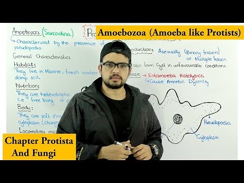 Animal like protists | Amoebozoa (Sarcodina)| Chapter Protista