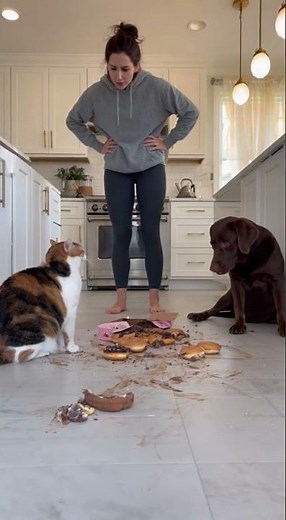 Who ate all the donuts? funny cat accuses dog, who's the culprit? #funnypets #freecat #funny #pets