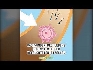 Schwangerschaft - Was passiert in unserem Körper? | Trivial Genial | DAK-Gesundheit