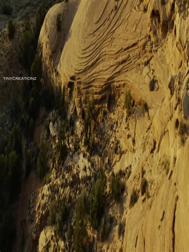 Roadrunner's Survival Challenge in the American Desert