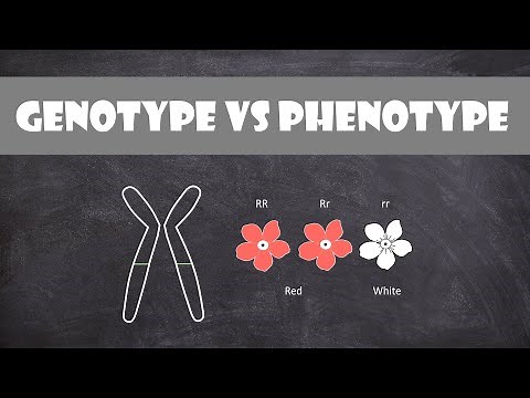 Difference between Genotype and Phenotype | Genetics