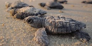 Lights out for sea turtles on the beach