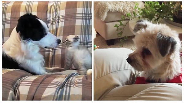 Can’t Stop Laughing – Hilarious Dog Antics You’ll Love