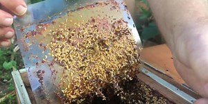 Reviving pest infested hive - Advanced