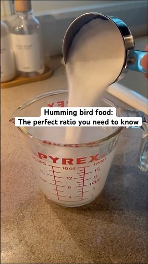 Humming bird food: the PERFECT ratio you NEED to know.
