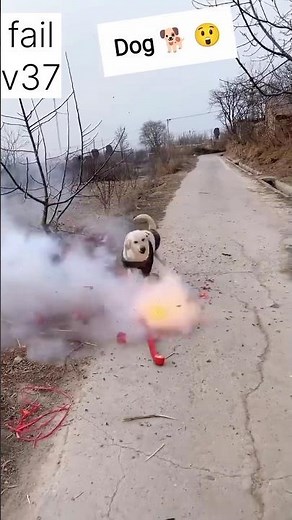 Fire cracker 💣 in Dog Mouth 😱 #fireworks #shorts​ #diwali #diwalispecial #12vfailv37