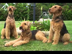Dog Airedale Terrier | Terrier Dog Breed Pictures