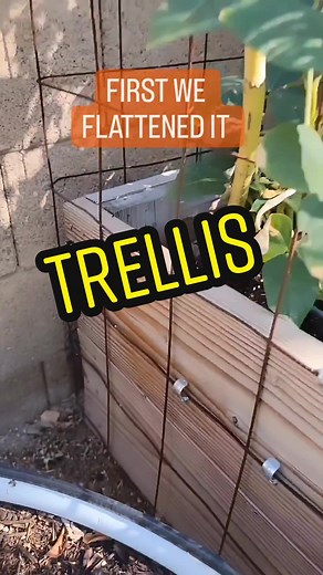 DIY Garden Trellis: Support Your Climbing Plants with Cement Wire