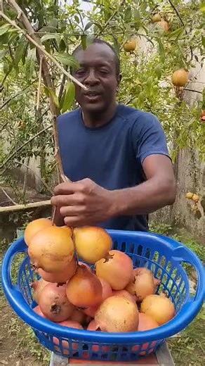 Ilorin Sweet Pomegranate Harvest Experience