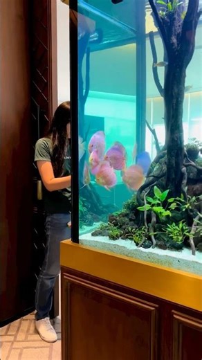 Amazing 475 gallons discus tank 🔥