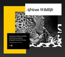 Best wildlife photos - HTML Template by Nicepage