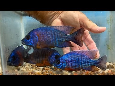 Aulonocara stuartgranti 'Chiloelo', a cichlid from Africa's Lake Malawi
