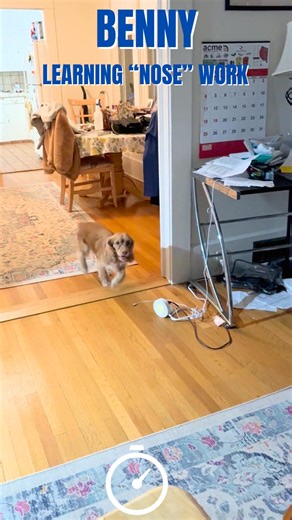 Pupdate on Benjamin (Benny) His mom has started training him in nose work! "Day 2 of Nose Work in the video. Day 1 was about a week ago, so this is honestly only the second time he’s searched for the scent container. I’m completely astonished. Maybe he saw me hide it, but I pretended to place it in several different spots… so who knows?" One thing’s for sure; this boy is smart, focused, and clearly loving having a job. We are so proud of our alum and his amazing mom for giving him such a fun and