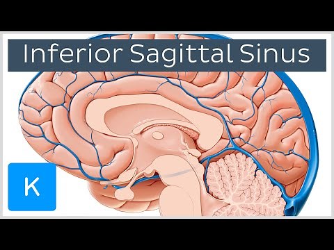 Inferior Sagittal Sinus - Human Anatomy | Kenhub