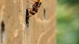 The venomous Japanese hornet is one of the largest wasp species in the world. They are dangerous animals because of their deadly venom.