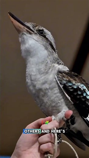 Are Birds REALLY Smarter Than We Think? 😯 | Bird Facts #facts #youtubeshorts #shorts