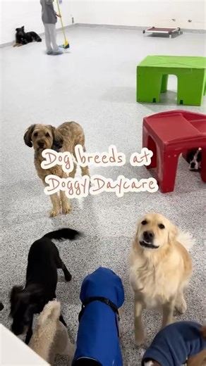 Dog breeds at doggy daycare! #doggydaycare #dogs #puppy #newengland #paws #ct #pawhaven #fyp #dog