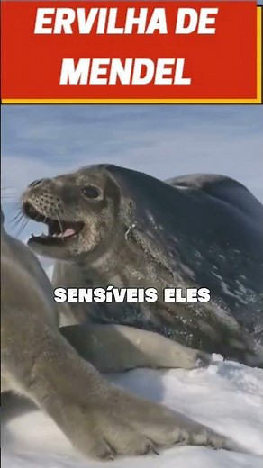 Seals: Incredible Facts About These Fascinating Marine Mammals! #MendelPea