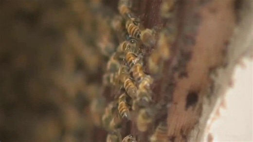 Creating pollinator-friendly roadsides