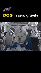DOG in Zero Gravity 🐶🚀