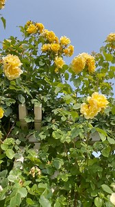 13K views · 1K reactions | A roseira trepadeira amarela (Golden Gate) está toda florida e linda, a cada ano fica mais linda. Parque Rosenhöhe - Darmstadt - Alemanha #rosas #roseiras #roseiraGoldenGate #GoldenGate | Pássaros, insetos, árvores, e flores | Facebook