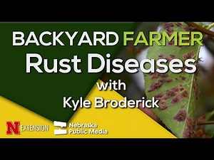 Rust Fungus in Gardens: Identification & Control Tips