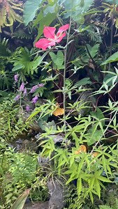 The Scarlet Rosemallow (Hibiscus coccineus), also known as the Red Water Hibiscus, is native to the southeastern U.S. and is known for its striking red flowers that can grow up to 6 inches wide. It thrives in wet conditions, often found along riverbanks, and is a favorite of hummingbirds. Its long, slender petals and unique form make it a standout in gardens! #pondplants #watergarden #backyardgoals #pond #ponds #pondlife #adelaidebusiness #adelaidehills #flowers | Ecosystem Gardener
