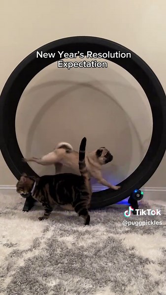 New Year’s Resolutions and Pet Humor