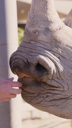 Your new weekend plans: Rhino Encounter at The Living Desert, Greater Palm Springs! | The Living Desert